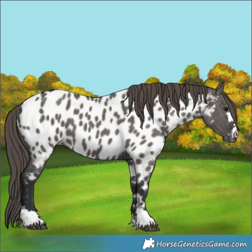Horse Color:Grullo Near Leopard