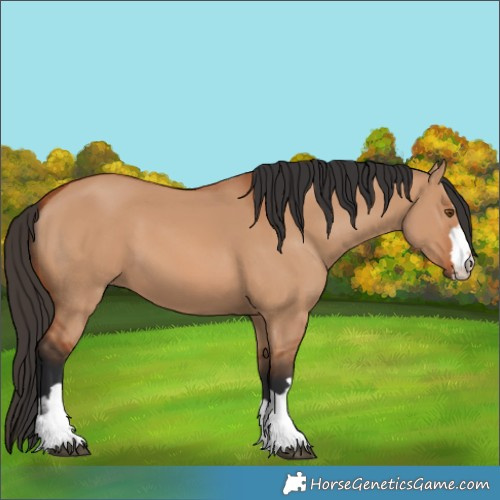 Horse Color:Unknown 