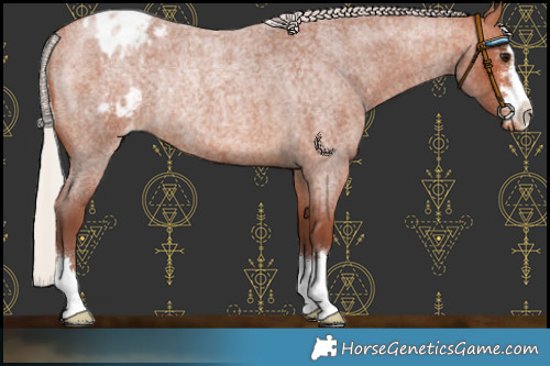 Horse Color:Chocolate Silver Bay Roan Blanket Rabicano