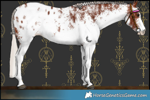 Horse Color:White Spotted Chocolate Silver Brown Blanket 
