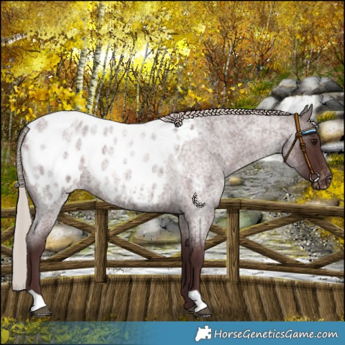 Horse Color:Chocolate Silver Brown Roan Blanket