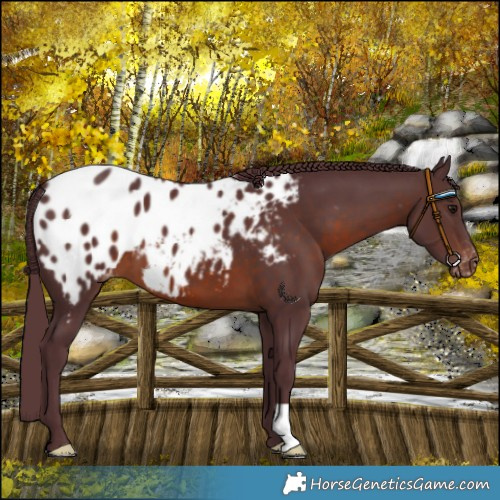 Horse Color:Chocolate Brown Blanket