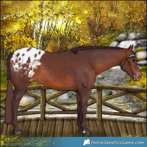 Horse Color:Chocolate Brown Varnish