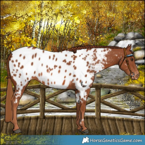 Horse Color:Chestnut Near Leopard