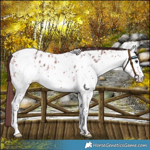 Horse Color:White Spotted Chocolate Bay Near Leopard 