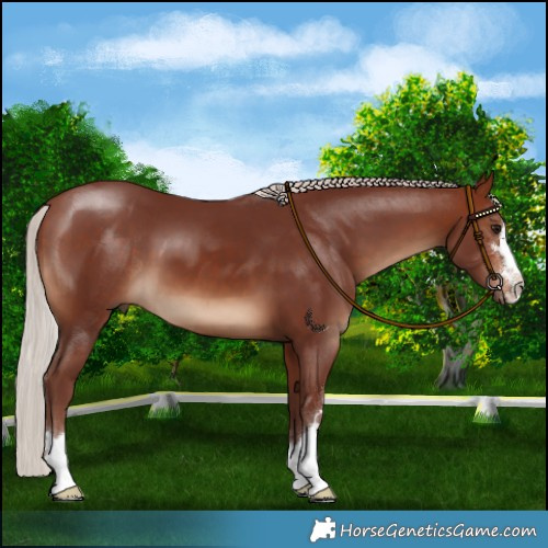 Horse Color:Chocolate Silver Brown 