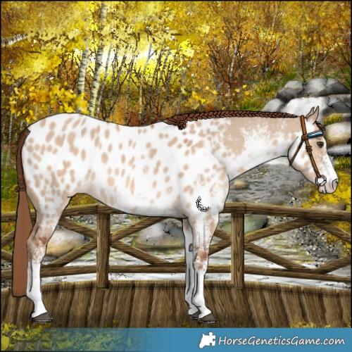 Horse Color:White Spotted Red Dun Blanket