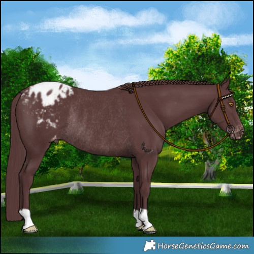 Horse Color:Chocolate Black Blanket Rabicano 