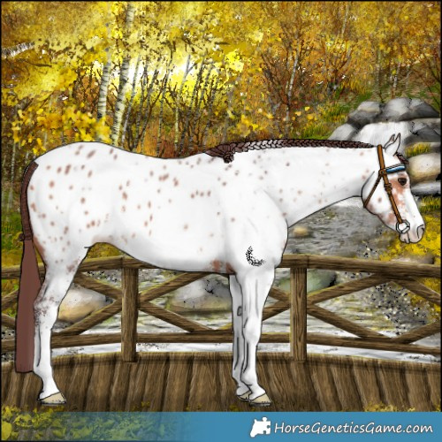 Horse Color:White Spotted Chocolate Bay Near Leopard