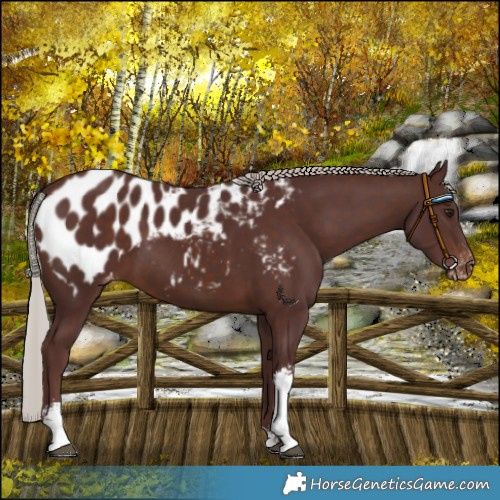 Horse Color:Chocolate Silver Brown Sabino Blanket