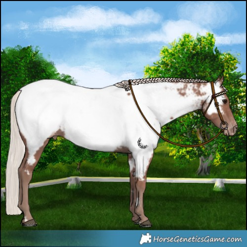 Horse Color:Chocolate Silver Black Near Fewspot