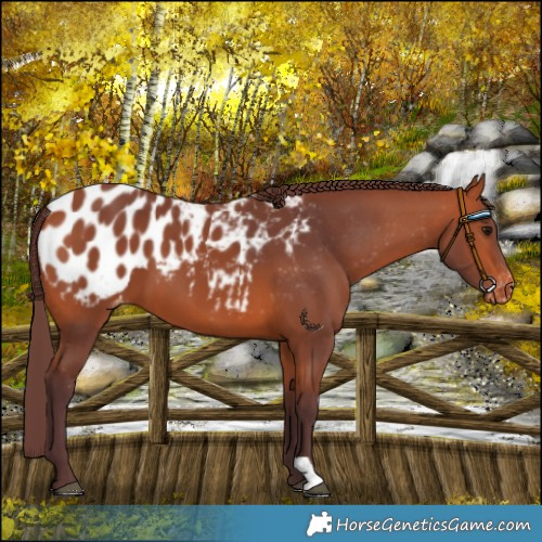 Horse Color:Chocolate Bay Blanket 