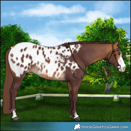 Horse Color:Chocolate Buckskin Sabino Blanket