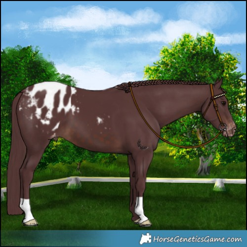 Horse Color:Chocolate Brown Blanket 