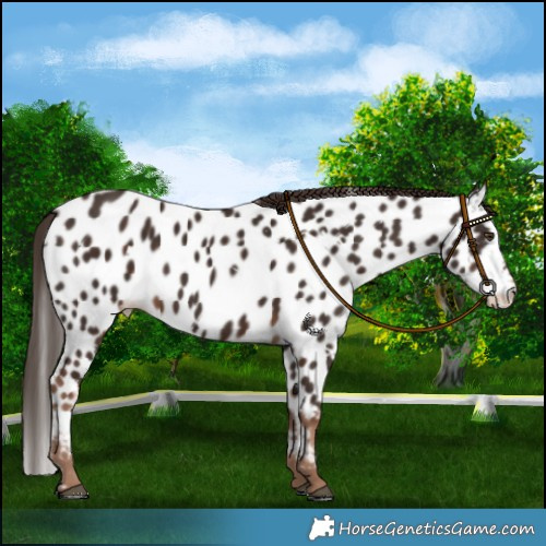 Horse Color:White Spotted Liver Chestnut Near Leopard 