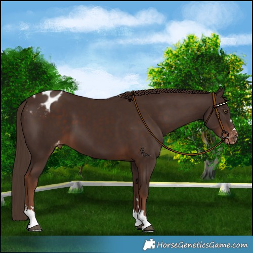 Horse Color:Liver Chestnut Varnish 