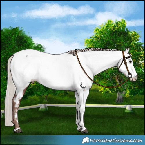 Horse Color:Chocolate Silver Black Near Fewspot 