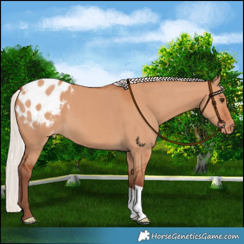Horse Color:Chocolate Silver Bay Dun Blanket