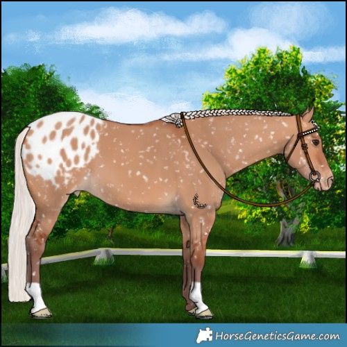Horse Color:Chocolate Silver Bay Dun Blanket 