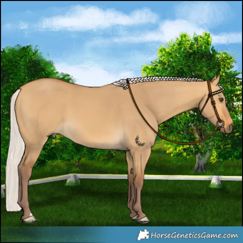 Horse Color:Chocolate Silver Buckskin Dun 