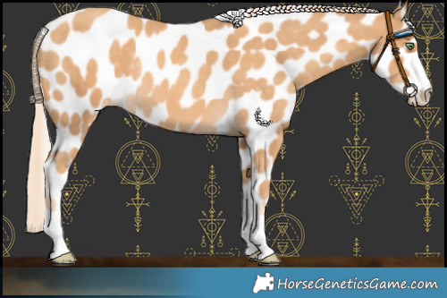 Horse Color:Gold Cream Champagne Leopard 