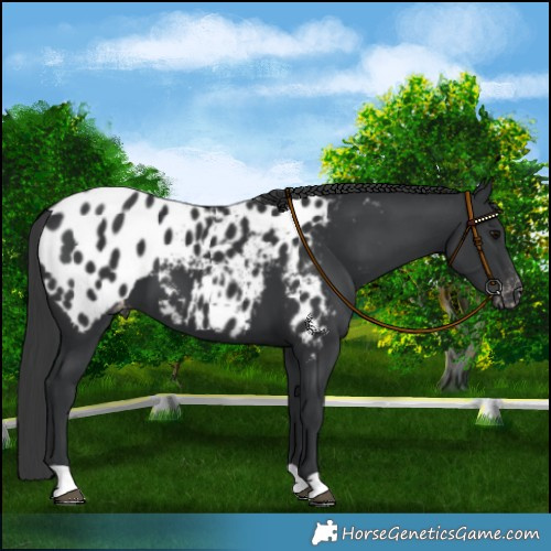 Horse Color:Black Mushroom Near Leopard