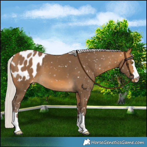 Horse Color:Silver Buckskin Blanket 