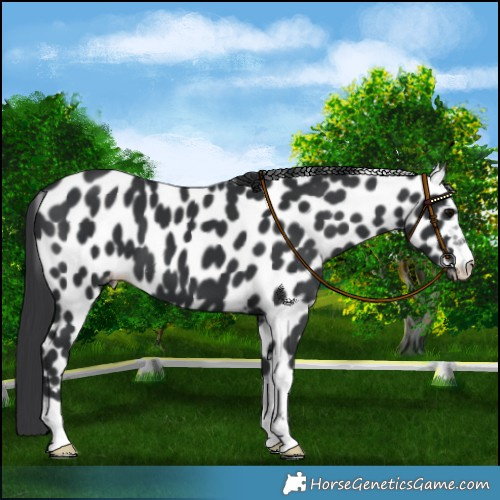 Horse Color:Black Leopard