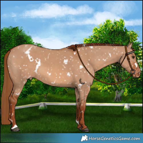 Horse Color:White Spotted Red Dun Blanket
