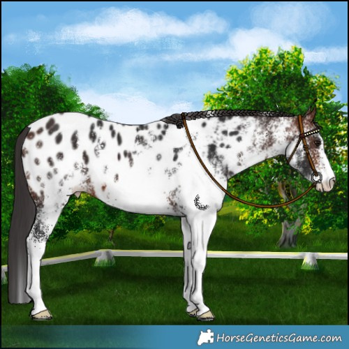Horse Color:White Spotted Brown Blanket