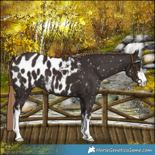 Horse Color:White Spotted Liver Chestnut Blanket