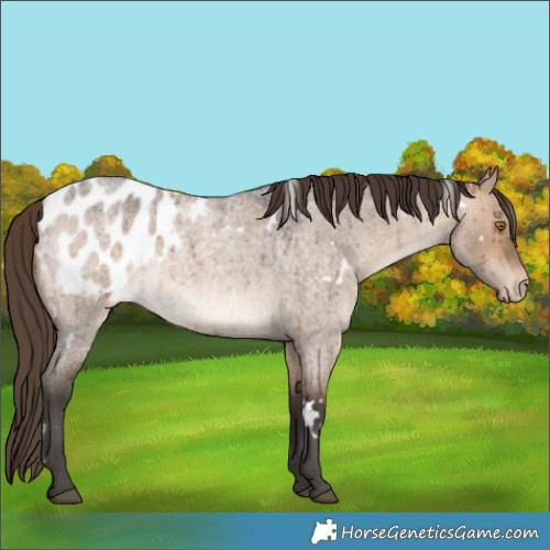 Horse Color:White Spotted Bay Roan Dun Blanket Brindle