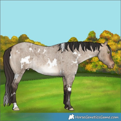 Horse Color:White Spotted Bay Roan Dun Varnish Rabicano Brindle 
