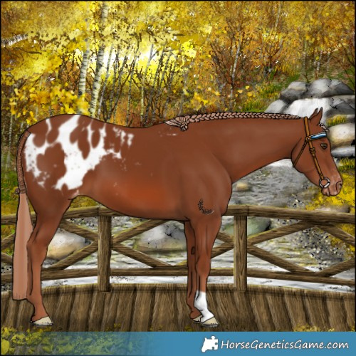 Horse Color:Chestnut Blanket