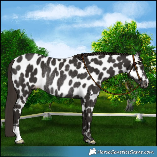 Horse Color:Liver Chestnut Leopard Rabicano 