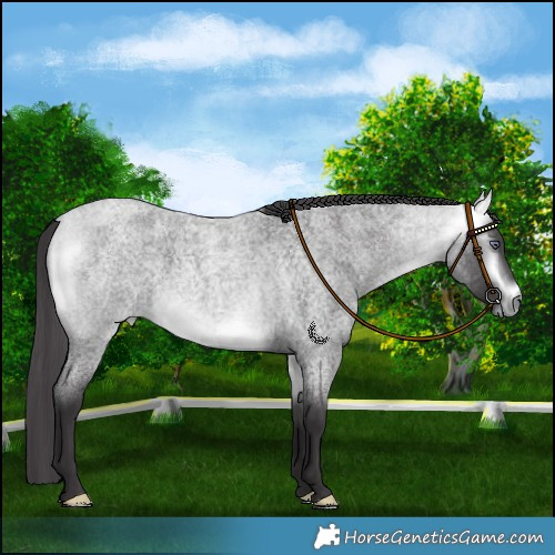 Horse Color:Platinum Buckskin Chinchilla Roan