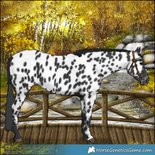 Horse Color:Black Near Leopard 