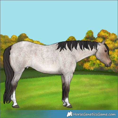 Horse Color:Brown Roan Dun Tobiano 