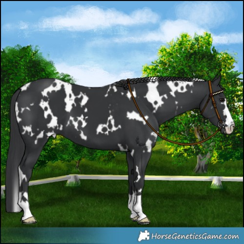 Horse Color:White Spotted Black 