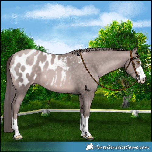 Horse Color:Platinum Brown Pearl Blanket
