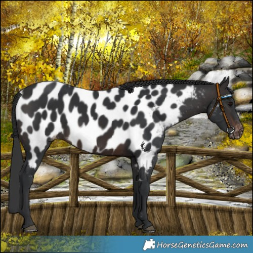 Horse Color:Brown Near Leopard 