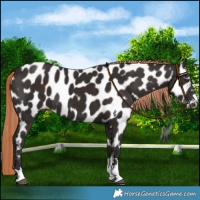 Horse Color:Liver Chestnut Near Leopard 