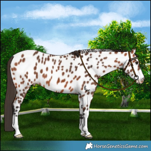 Horse Color:Bay Near Leopard 