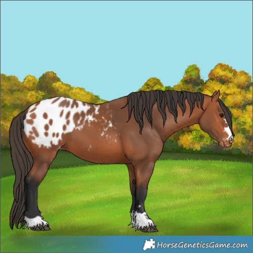 Horse Color:Bay Blanket