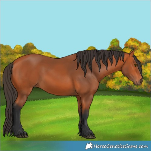 Horse Color:Bay 