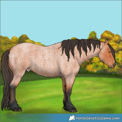 Horse Color:Bay Roan 