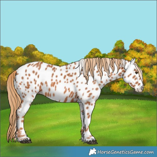 Horse Color:Chestnut Near Leopard