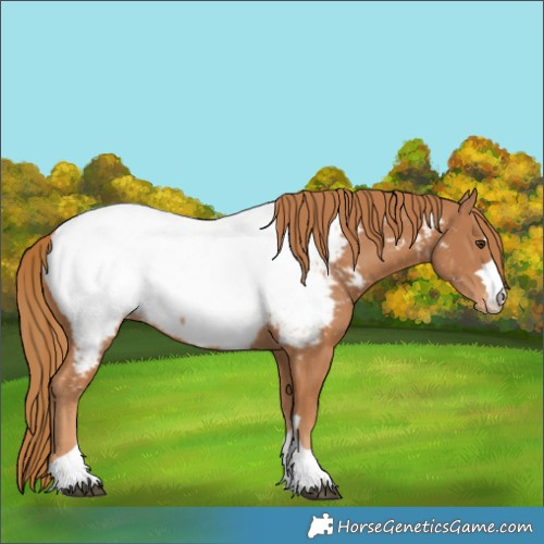Horse Color:Chestnut Near Fewspot