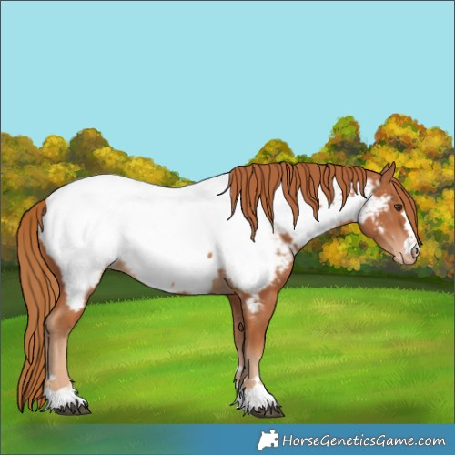 Horse Color:Chestnut Near Fewspot 