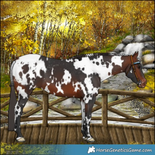 Horse Color:White Spotted Bay Blanket 